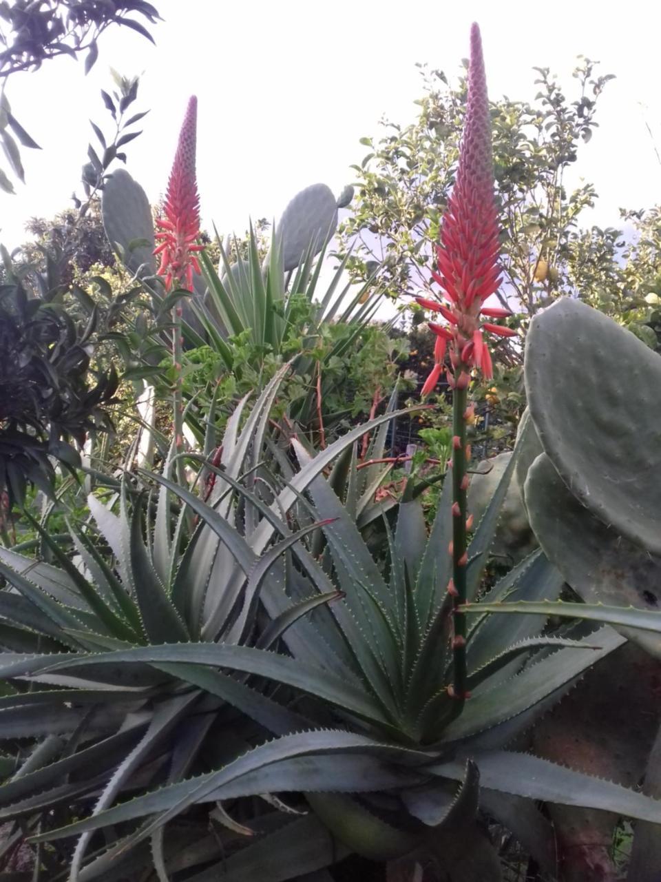 Casa Dei Sogni Vicino A Taormina Villa Calatabiano Esterno foto